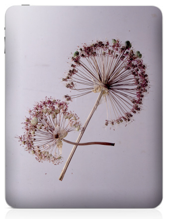 Allium / Аллиум сухие соцветия на светлом легком фоне тихого уходящего вечера - Наклейки на iPad, страница 56