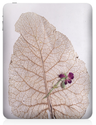 Dry Leaf with Purple Flower – Засушенный лист с цветком на фоне - Наклейки на iPad, страница 56