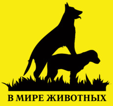 Силуэты собак на траве в мире животных