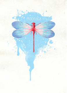 Odonata