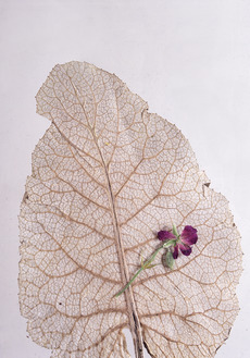 Dry Leaf with Purple Flower – Засушенный лист с цветком на фоне - Купить футболки победителей, Новинки, страница 95 